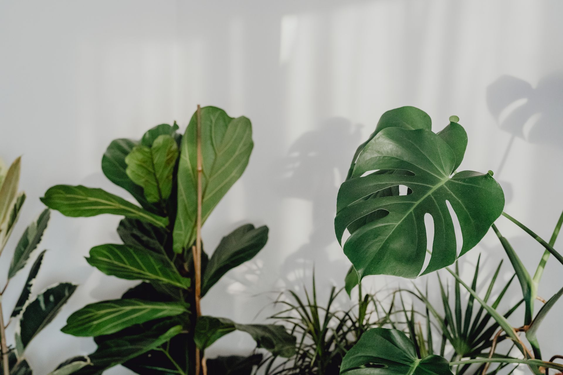 A collection of lush green indoor houseplants against a white background, showcasing natural beauty and tranquility.