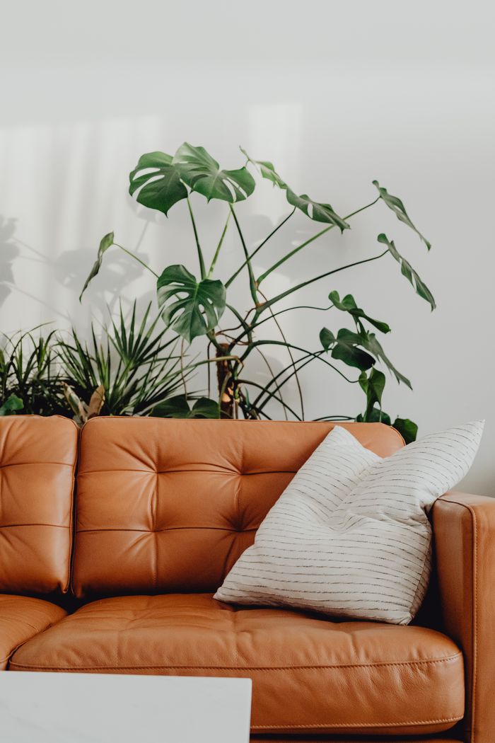 Tan leather sofa with houseplants, by kaboompics.com on Pexels