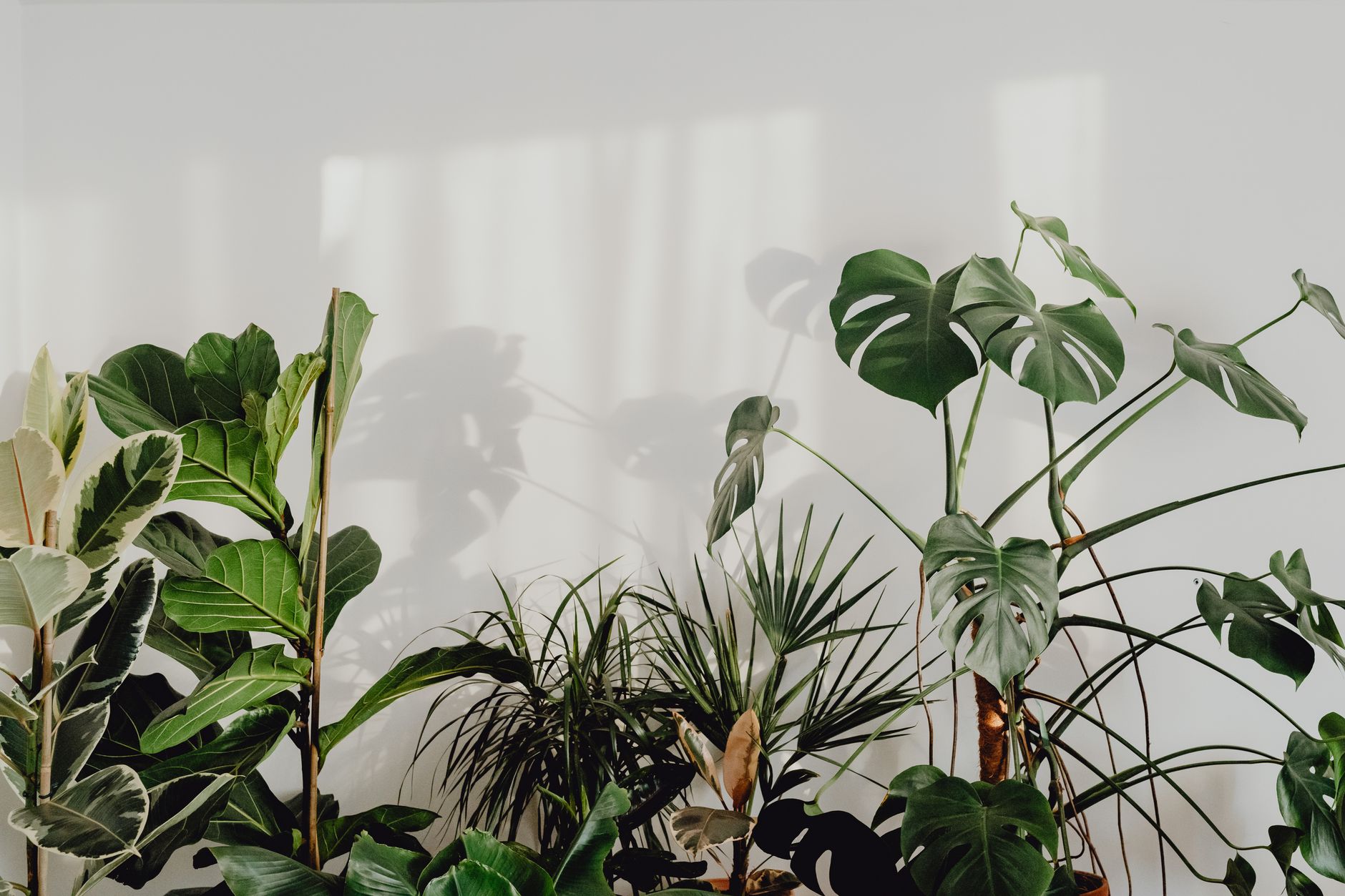 観葉植物の選び方|エバーフレッシュ・ウンベラータ・モンステラ - 観葉植物選びの基本基準
