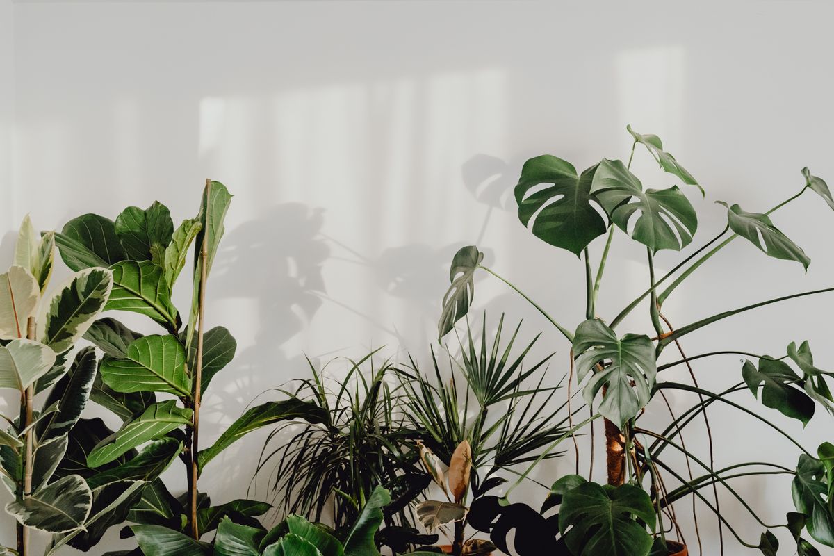 Costela-de-adão, ficus e outras folhagens diante de parede branca com luz suave e sombras leves