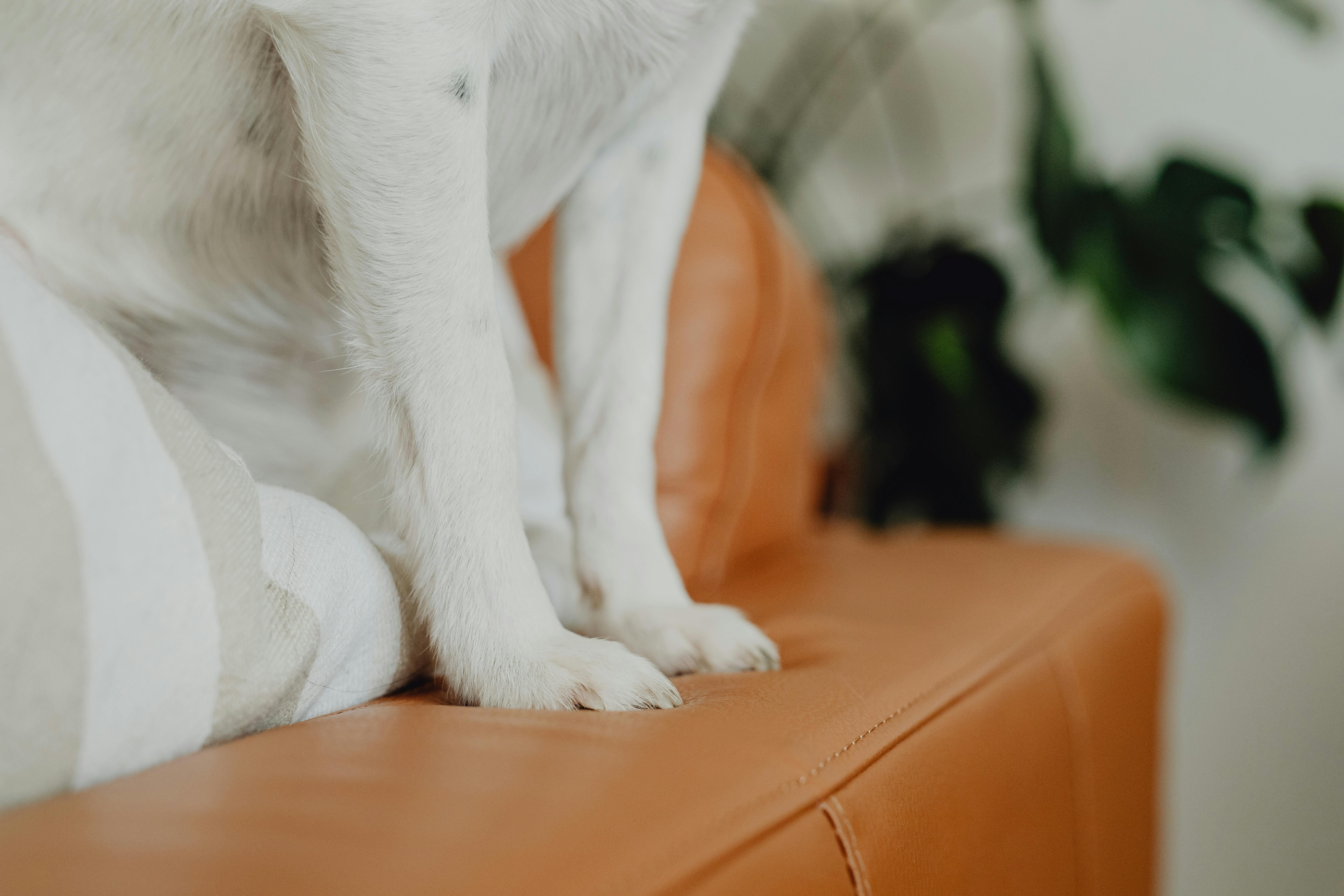 一只白色的狗爪子搭在时尚的皮革沙发上，旁边有室内植物作为装饰