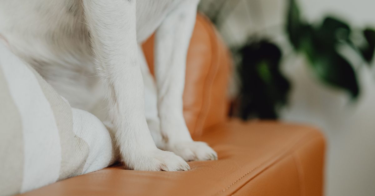 Comment nettoyer son canapé ? Taches, odeurs et entretien : le guide