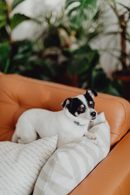 Little Dog on a Sofa 
