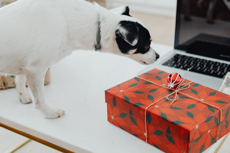 Dog Sniffing A Christmas Present 