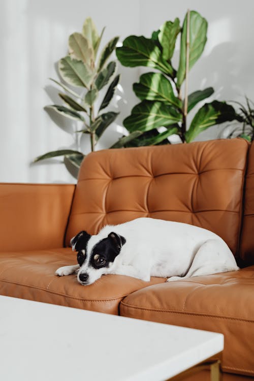 Dog on Sofa