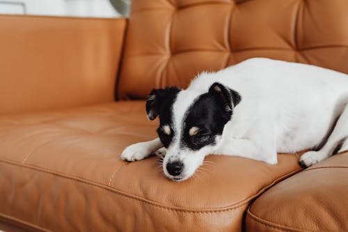 Free A Dog Sleeping on a Sofa Stock Photo