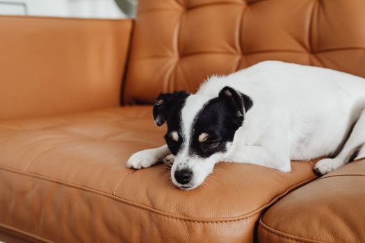 一只安静的杰克拉塞尔梗犬舒适地躺在室内的棕色皮沙发上，显得十分放松