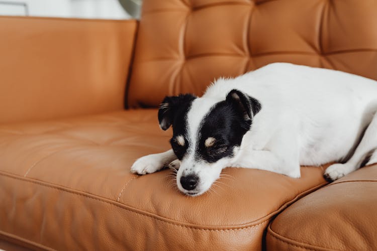 A Dog Sleeping On A Sofa