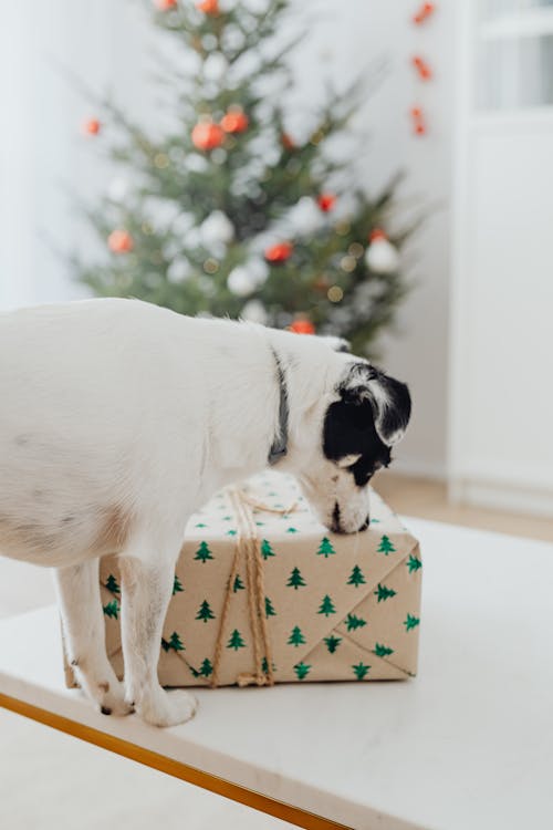 Dog near Wrapped Christmas Present