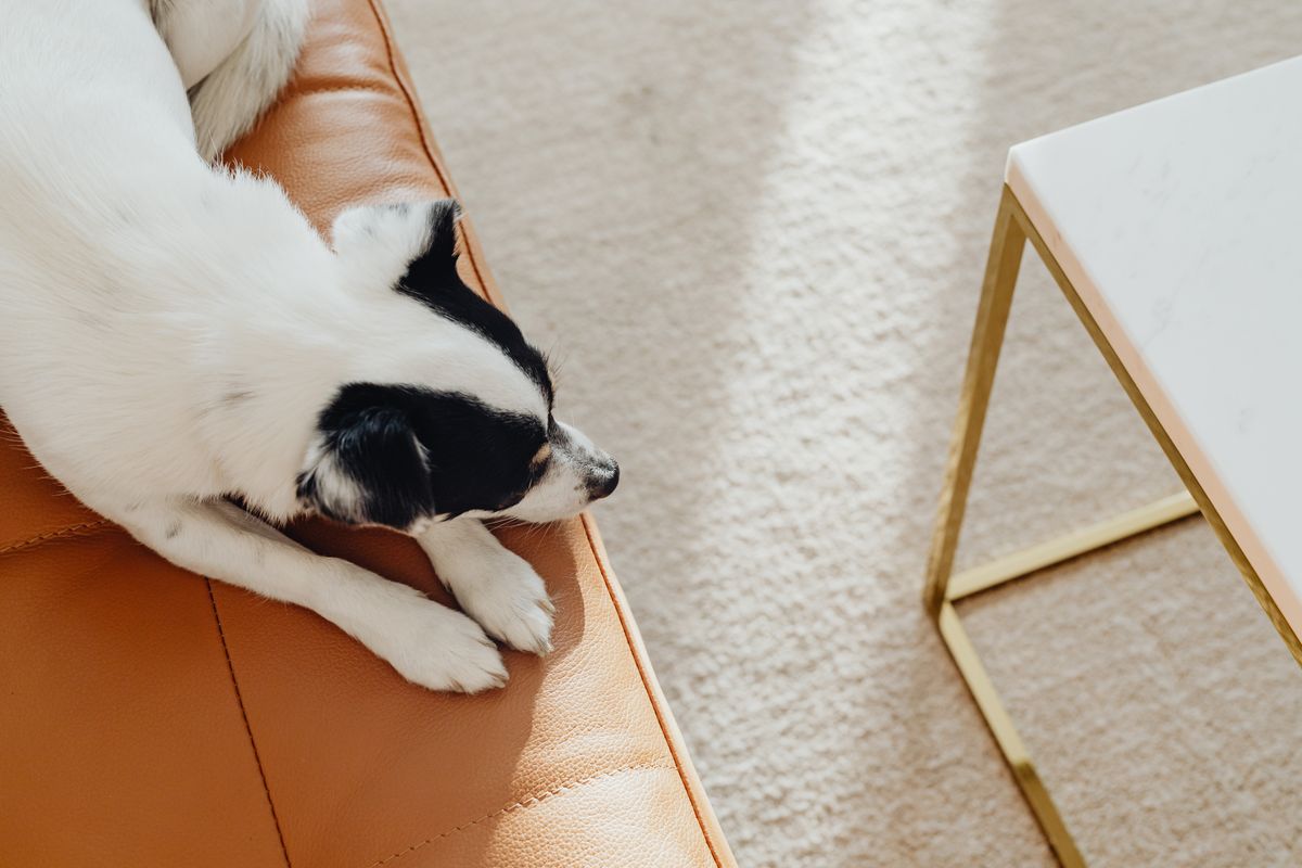 A small dog rests on a bright couch, a home surface owners may want protected while tracking indoor marking triggers.