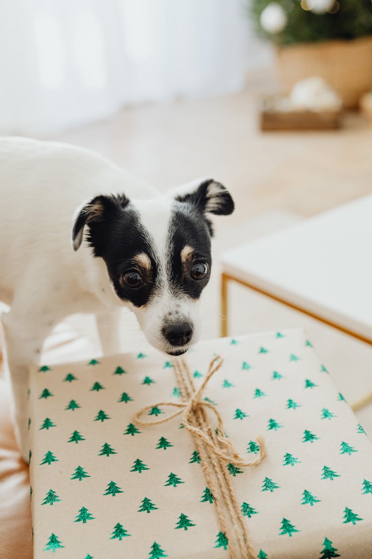 Dog And Christmas Gift