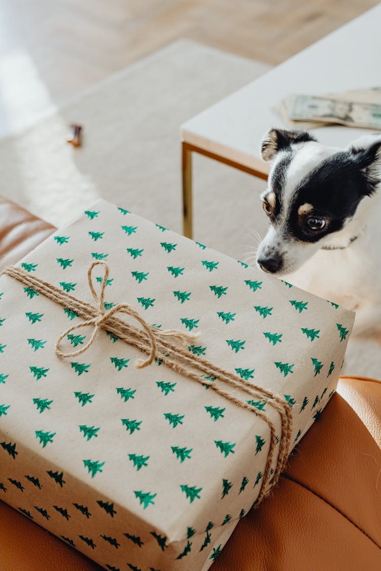 Dog Near Wrapped Christmas Present