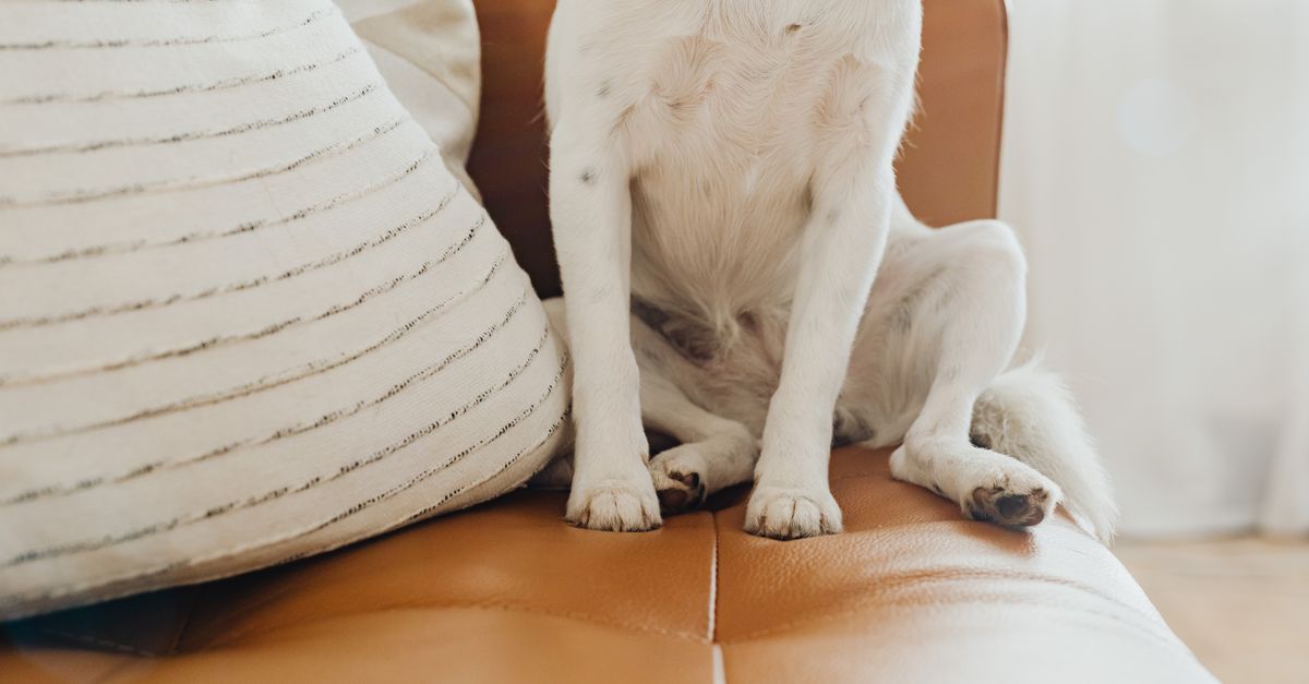 Understanding the Benefits of a Pet-Friendly Home