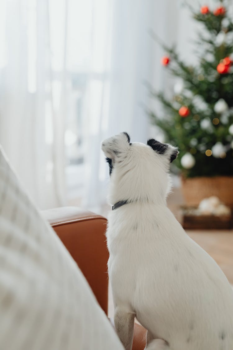 Back View Of White Dog And A Christmas Tree 