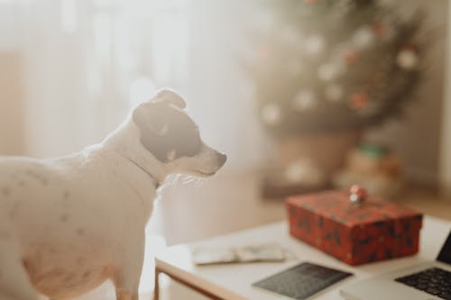 Foto stok gratis anjing, binatang, hewan peliharaan