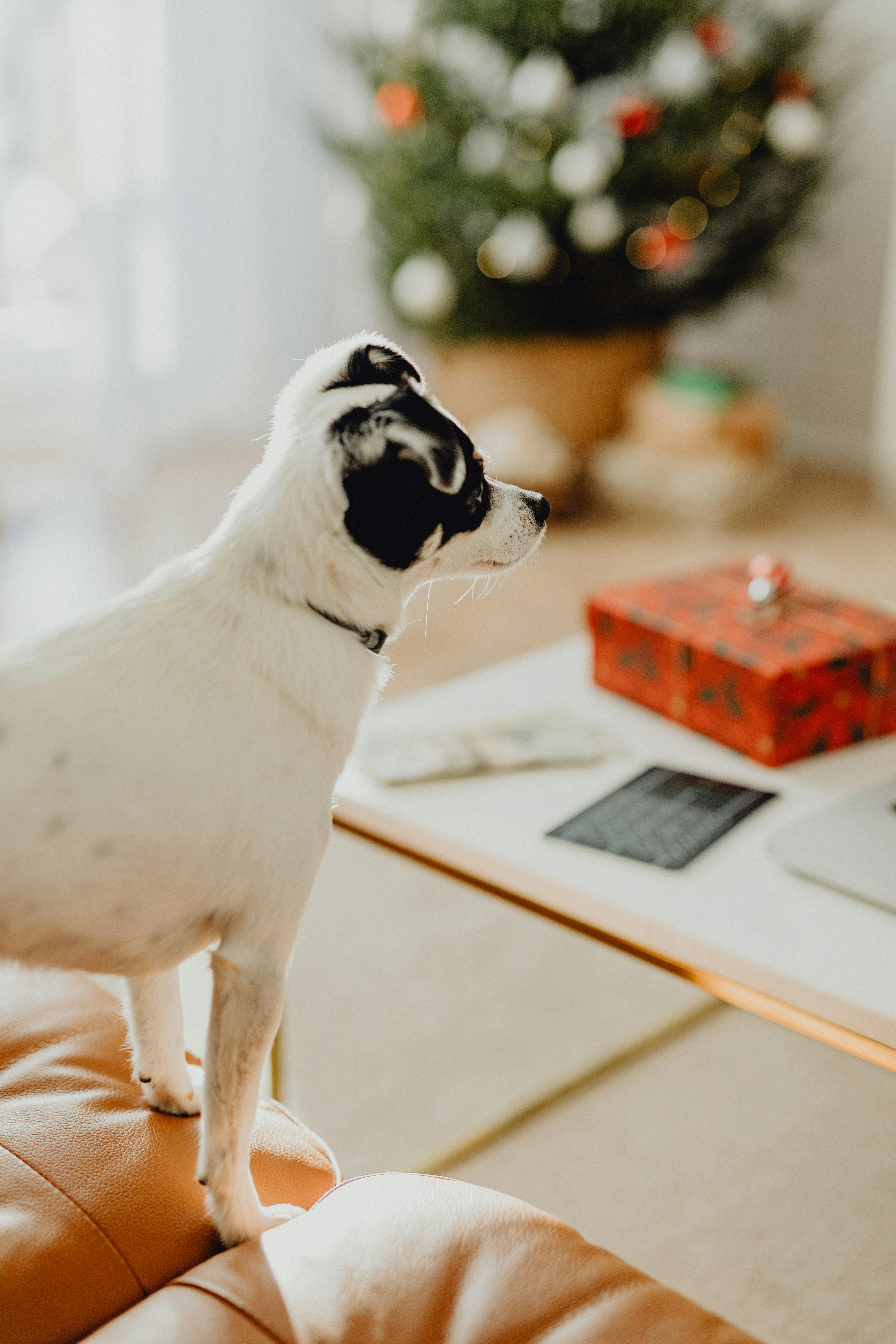 一只黑白相间的小狗站在圣诞树旁，手里拿着礼物，在舒适的客厅里