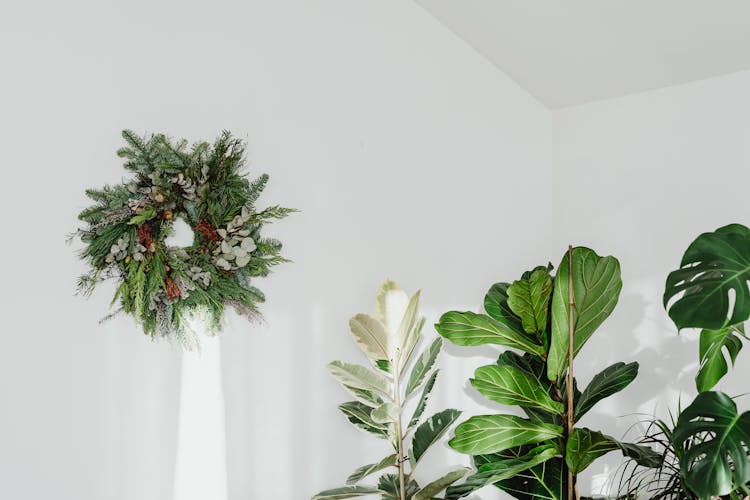 Green Wreath Next To Houseplants 