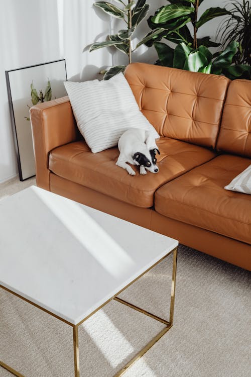 Dog on Sofa in Living Room