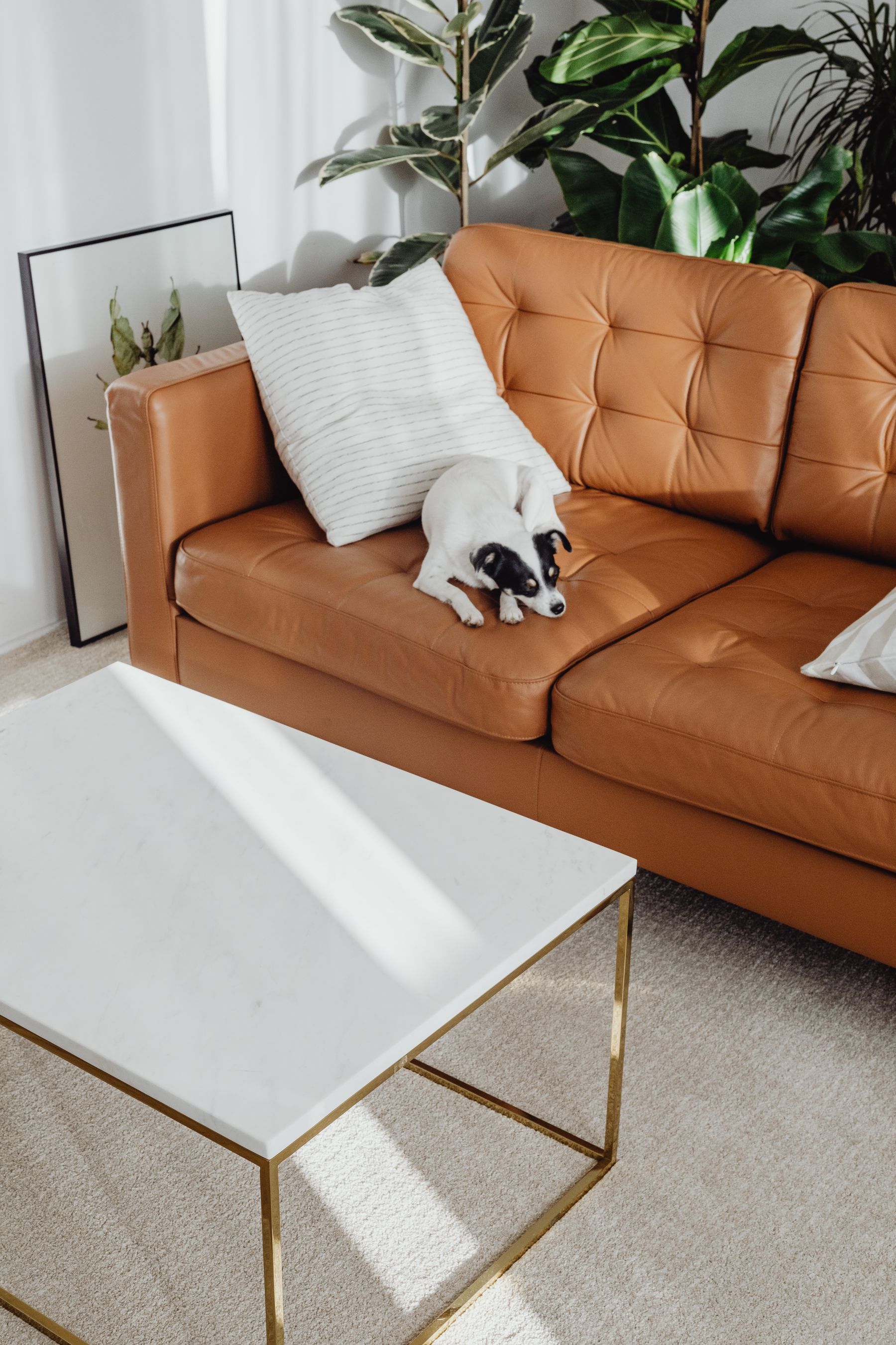 Small dog resting on brown leather living-room sofa