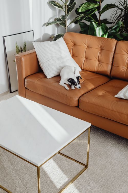 Free A cozy living room featuring a dog on a leather sofa and a modern coffee table. Stock Photo