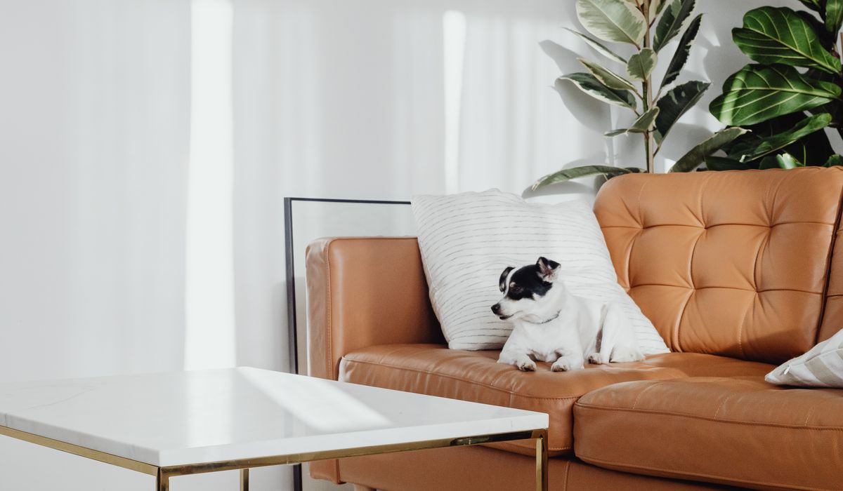 Cães em sala de estar residencial, contexto familiar e seguro