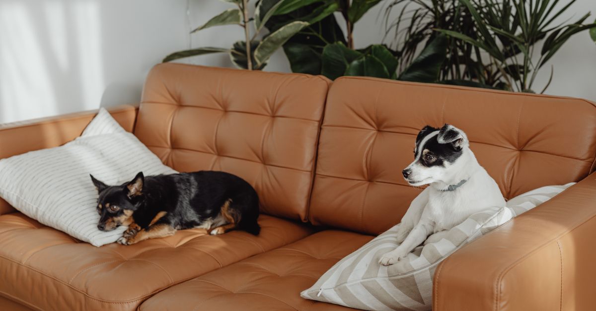 Pet-Friendly Home Décor Tips