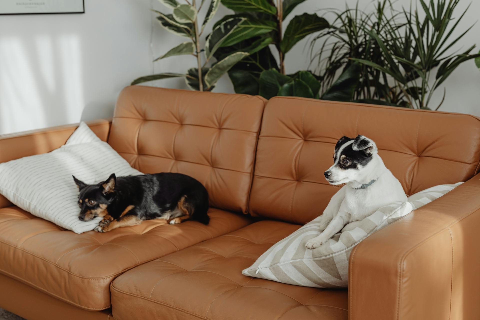 Dogs Lying on a Couch