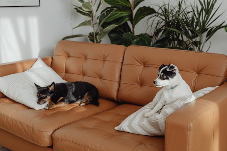 Dogs Lying On A Couch 