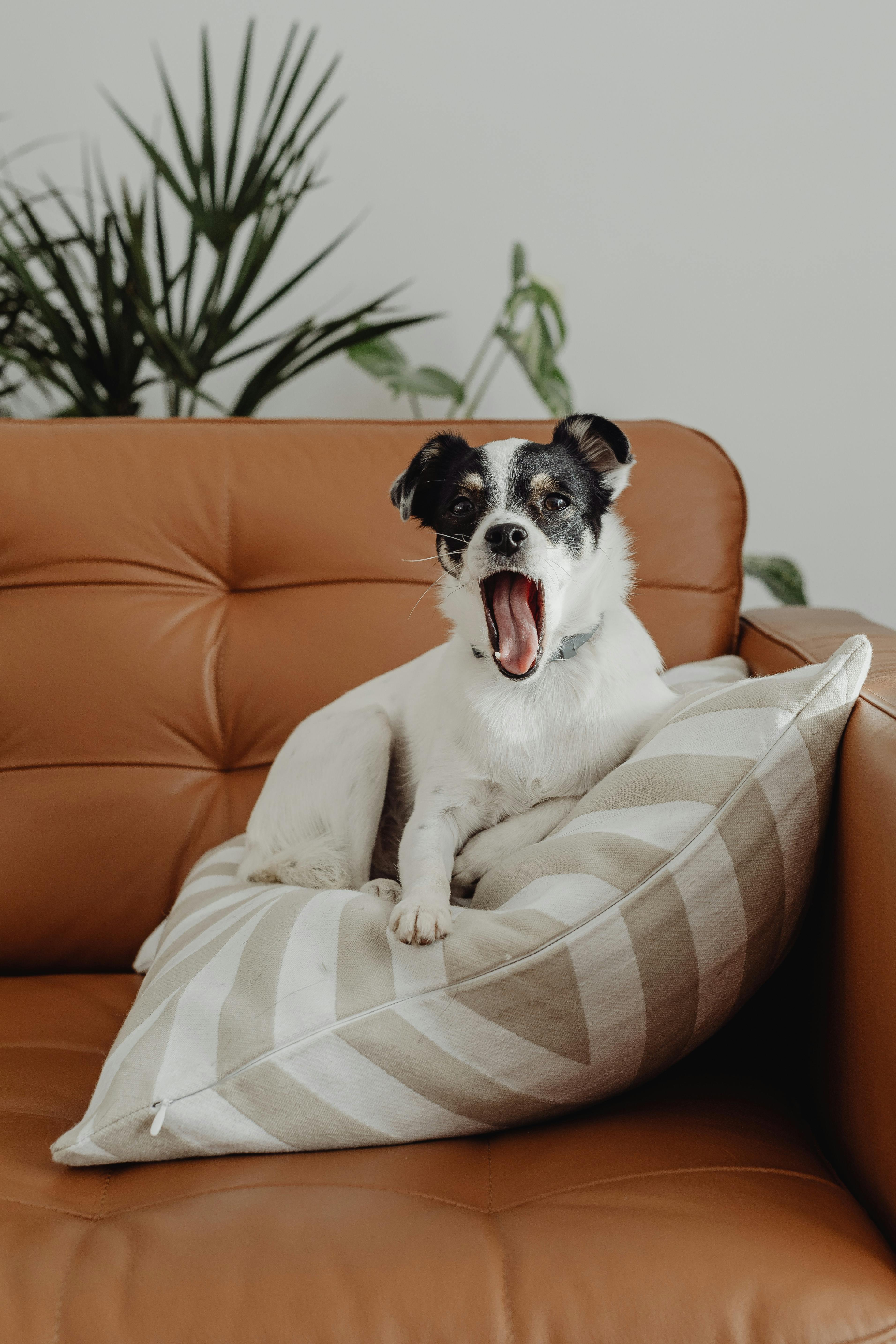 a cute dog on the leather sofa