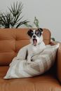 一只可爱的杰克拉塞尔梗在舒适的室内皮沙发上放松地打着哈欠