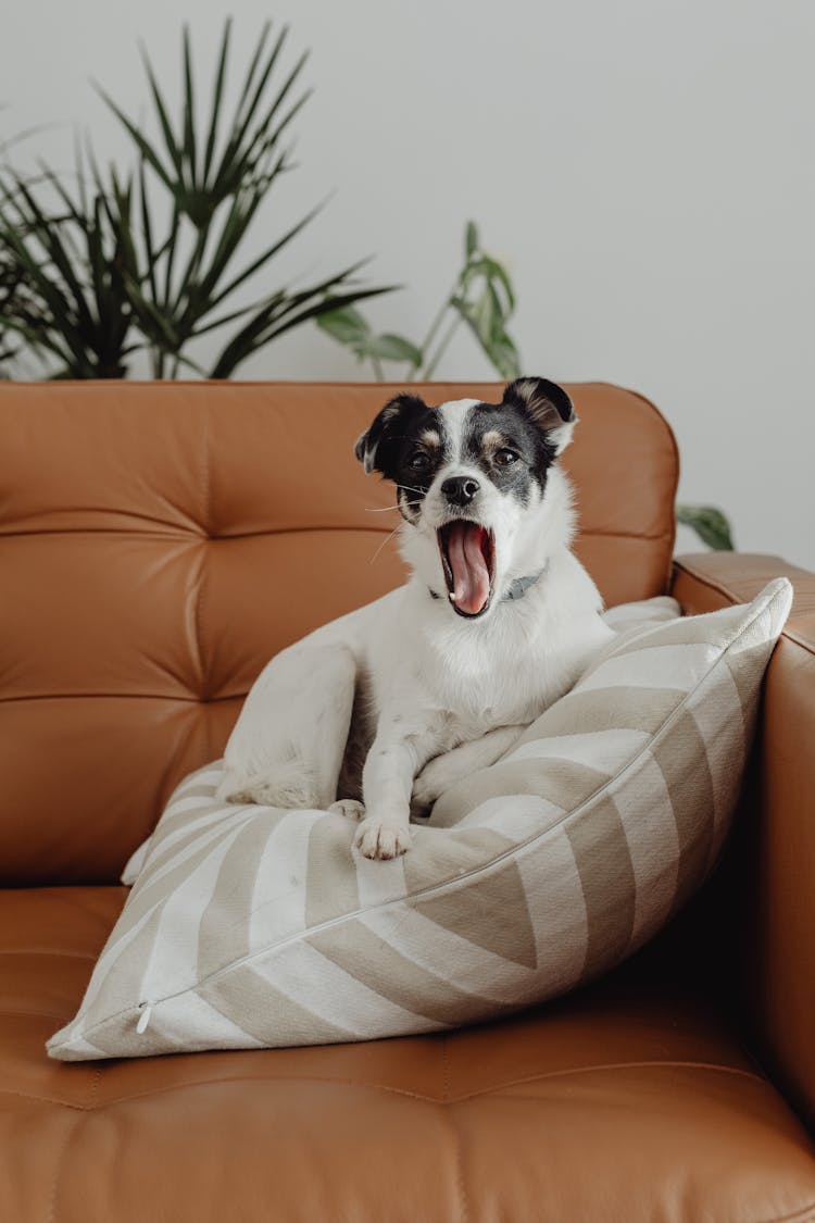 A Cute Dog On The Leather Sofa