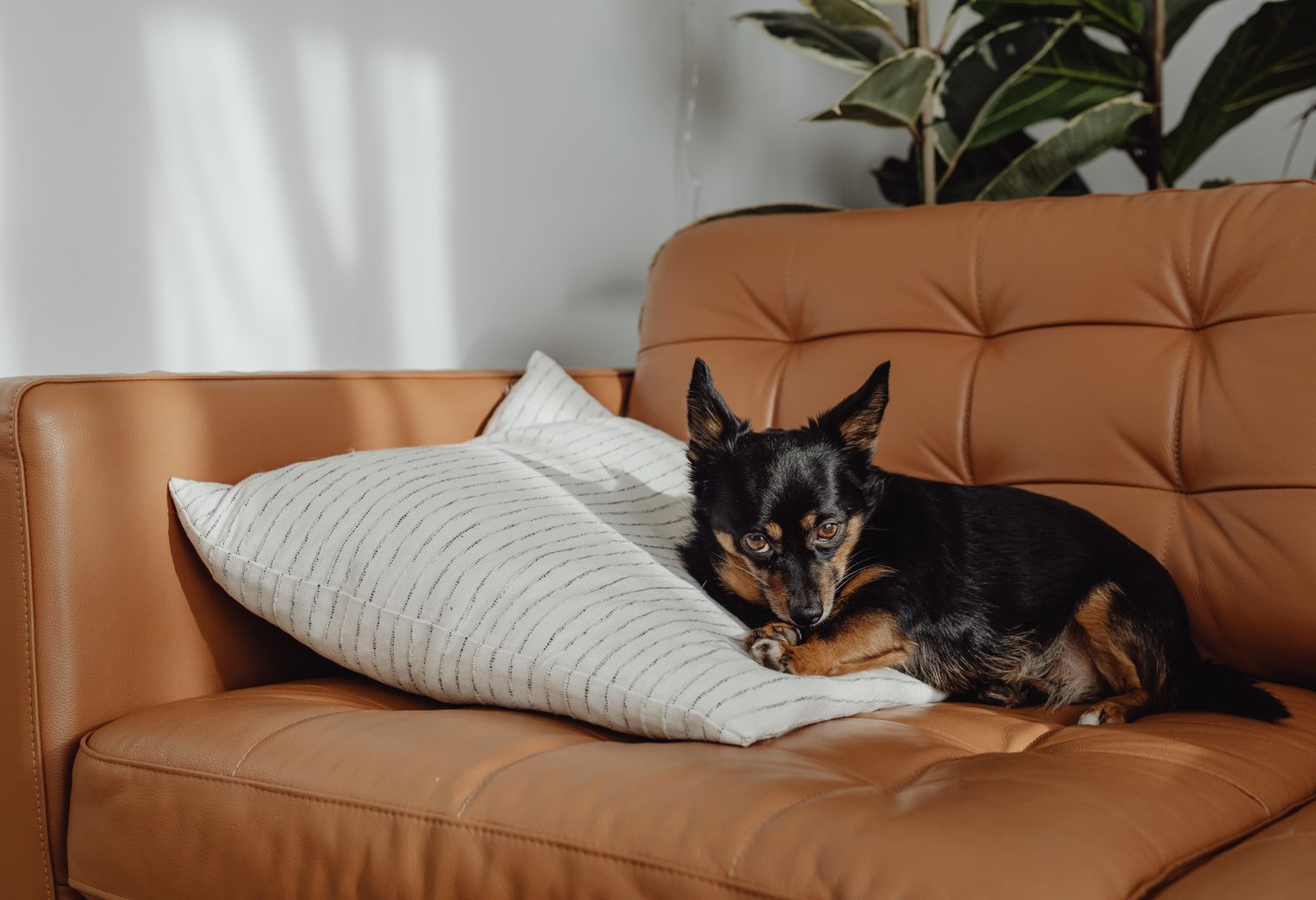 Sandy — movers delivering furniture from a van