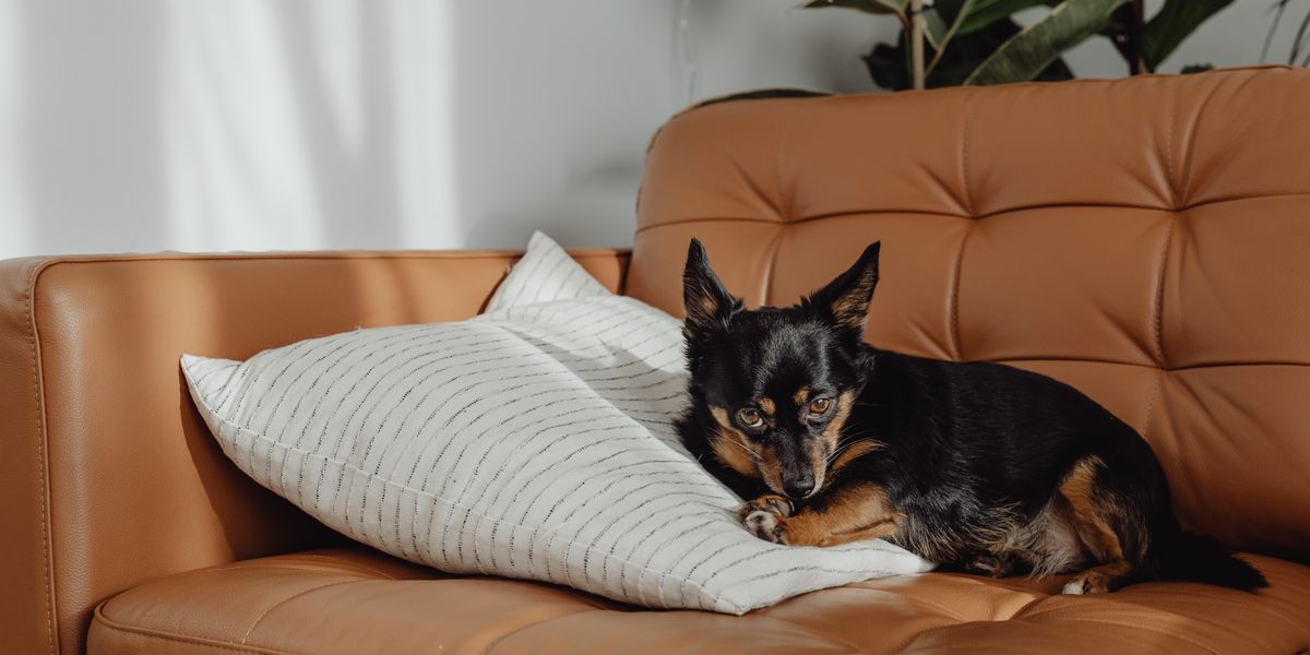 ソファでくつろぐ犬