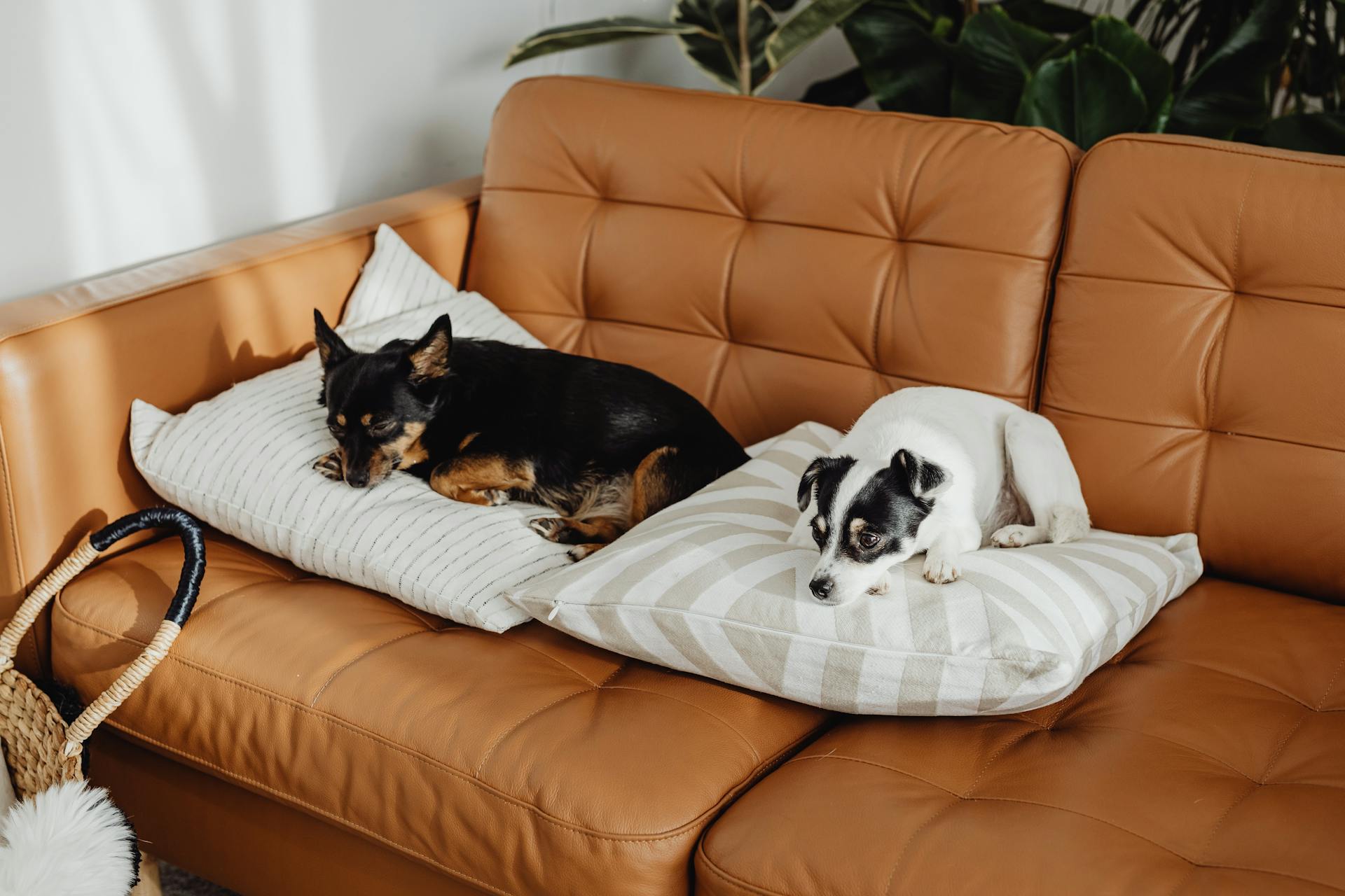 Dogs Lying on Pillows on Couch at Home