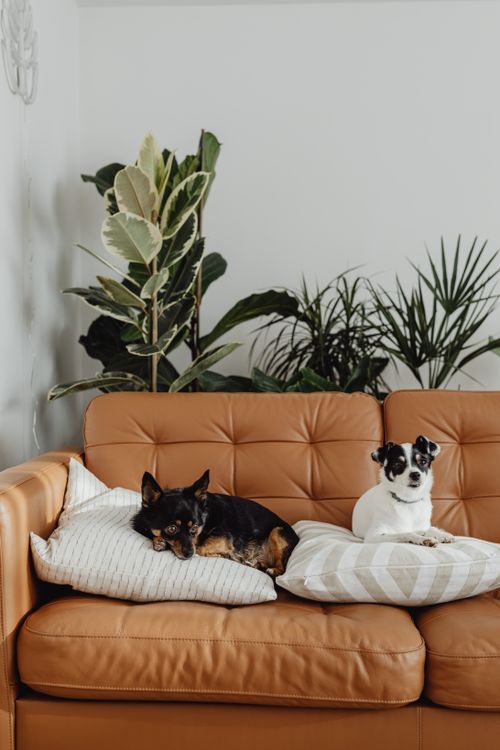 Free Two adorable dogs lounging on a brown sofa surrounded by indoor plants, exuding comfort and relaxation. Stock Photo