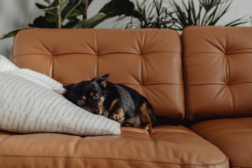 A Black Pet Dog on the Sofa