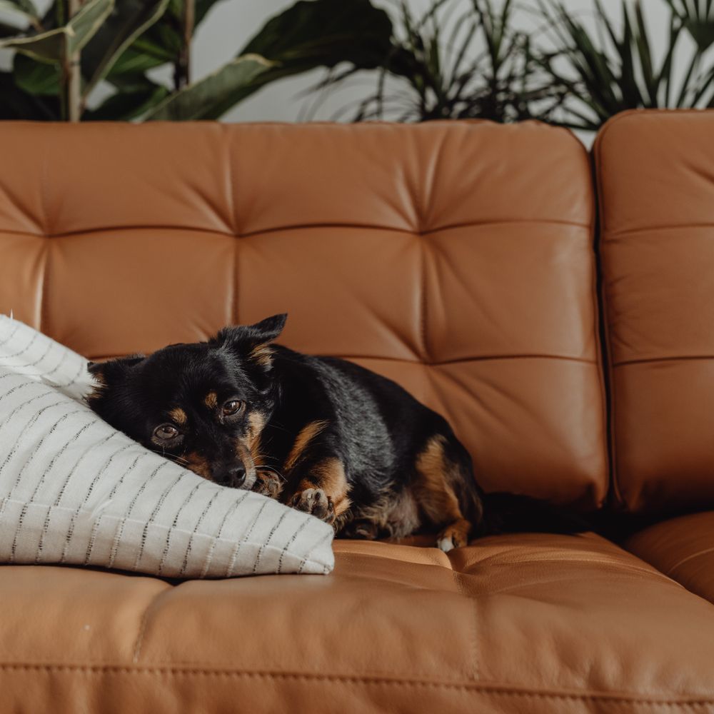 Johnstone — movers delivering furniture from a van