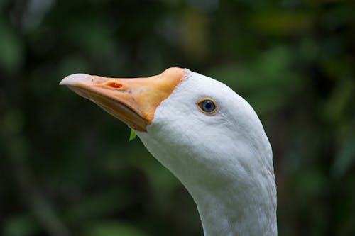 Free stock photo of bird s eye view, blue eyes, ducks