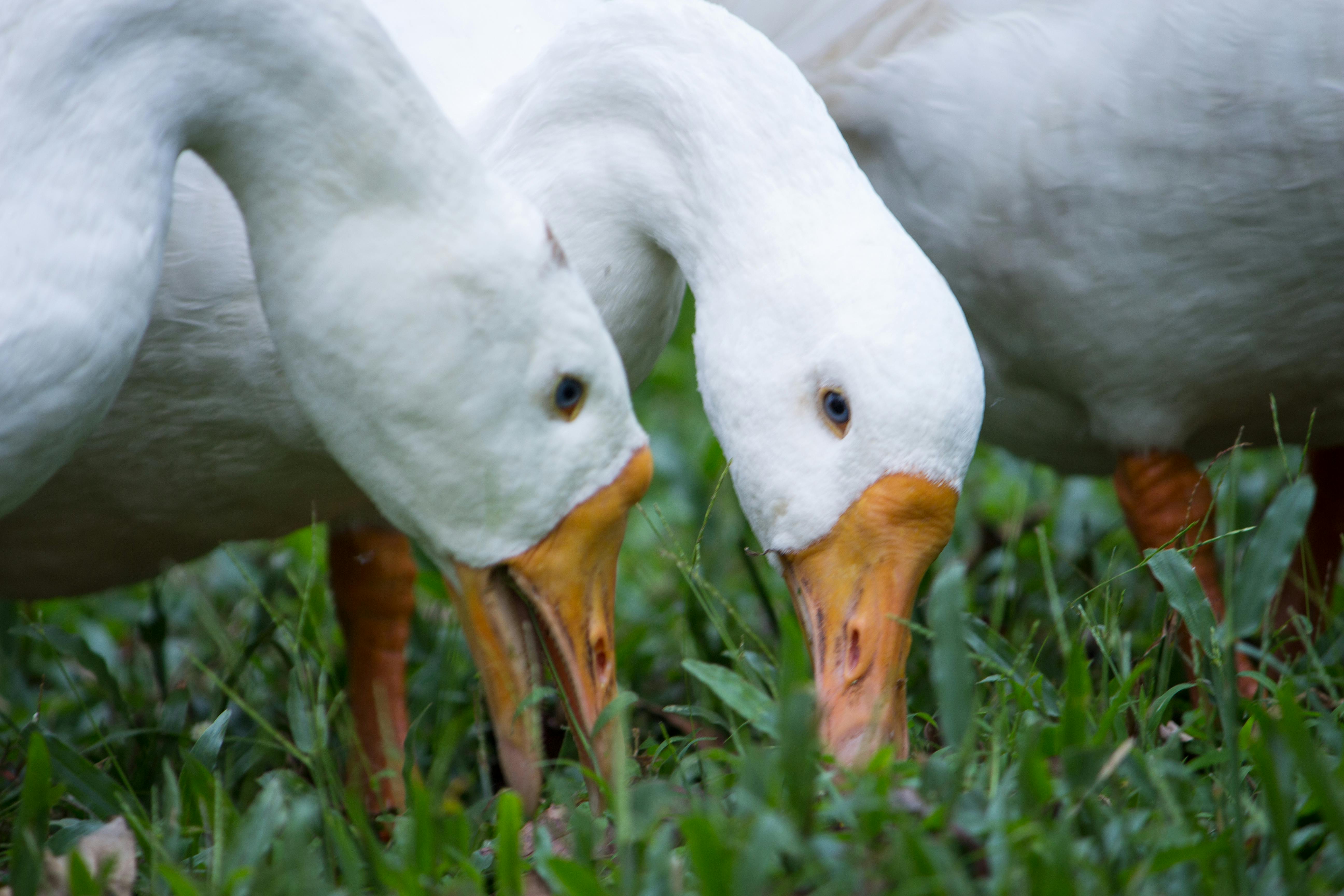 アヒル アヒルの鳥 白の無料の写真素材