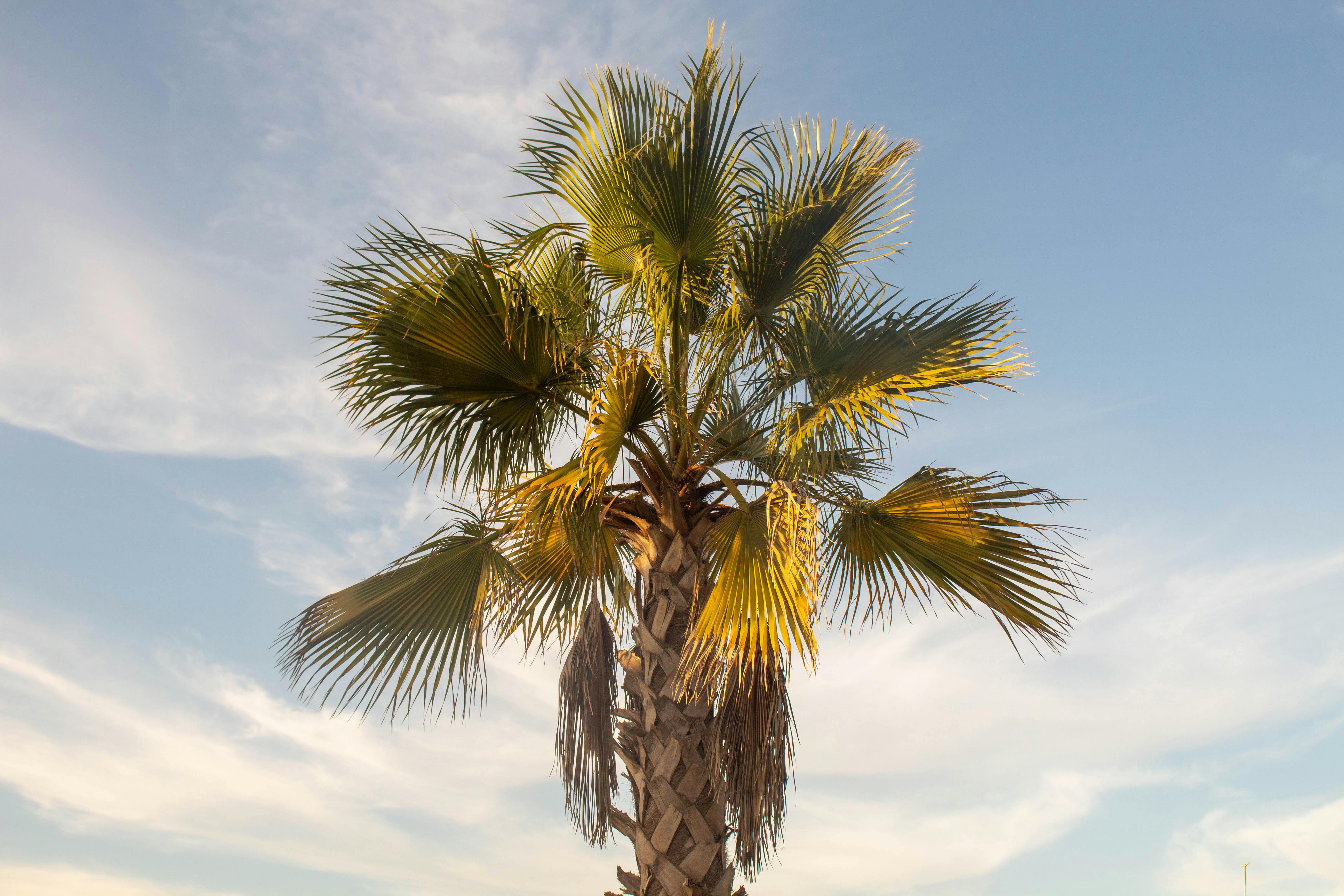 A Fan Palm Tree Under a Blue Sky · Free Stock Photo