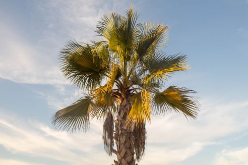 Free A striking fan palm tree framed against a bright blue sky with scattered clouds, capturing a serene moment. Stock Photo