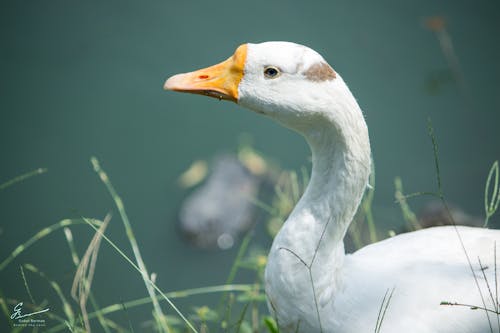 White Domestic Goose Near a Water Closeup Photo