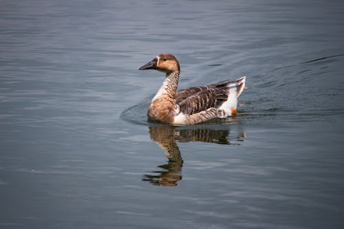 Безкоштовне стокове фото на тему «блакитна вода»