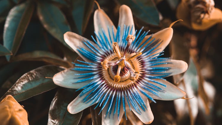 A Beautiful Purple Passionflower