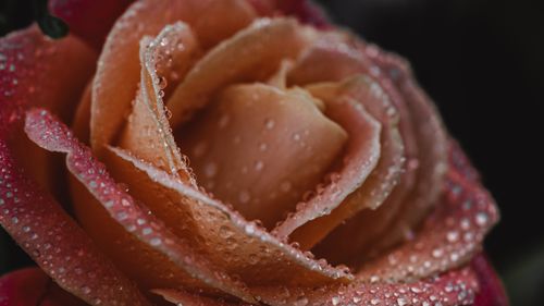 Free Macro shot of a pink rose covered in fresh morning dew droplets. Stock Photo