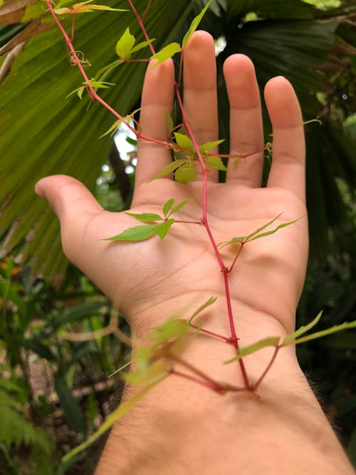 나뭇잎, 덩굴, 손의 무료 스톡 사진