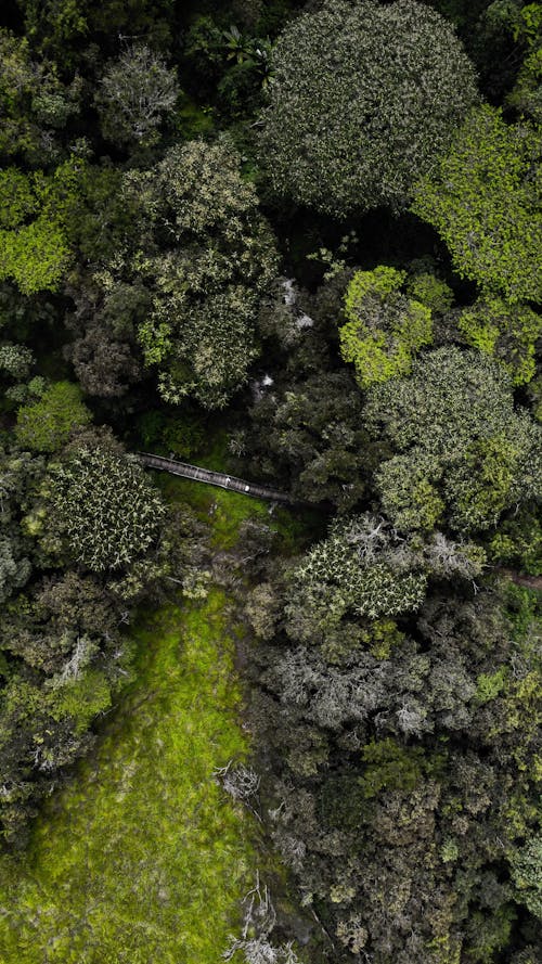 Foto d'estoc gratuïta de arbres, bosc, exuberant