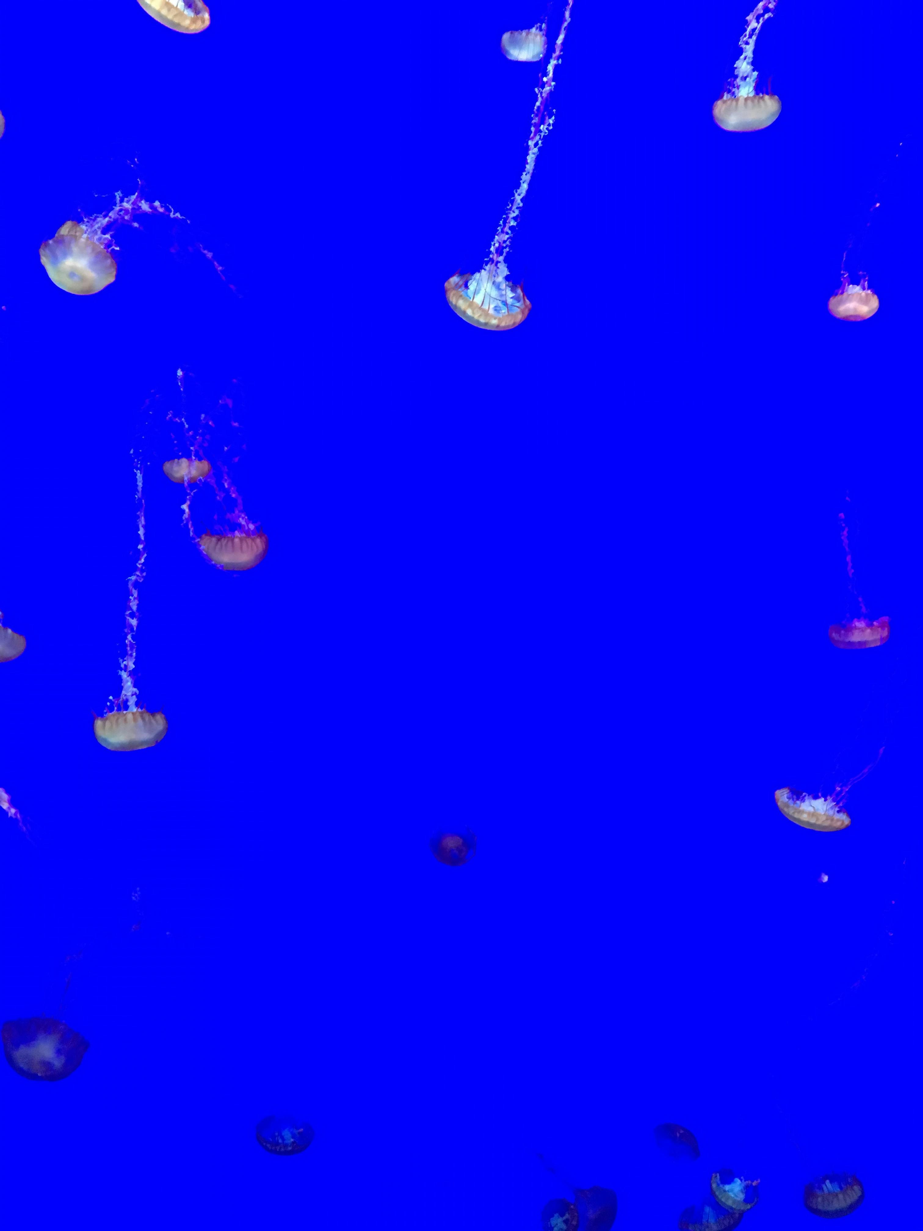 스타리아 장기렌트 vs 리스 비교표