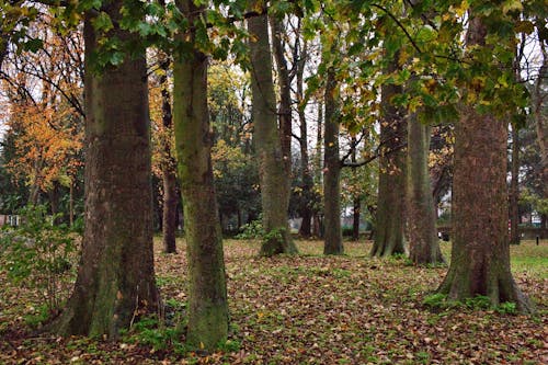 Photos gratuites de bois, feuillage, grands arbres