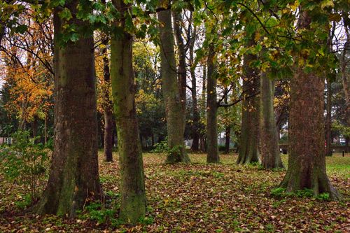 Free Capture of a tranquil autumn forest scene with tall tree trunks and fallen leaves. Stock Photo